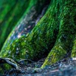 【まぢかよ】山梨県の猟師さん、死亡した小倉美咲さんの足取りについて衝撃発言…