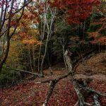 【超画像】日本列島、ほとんど『コレ』だらけと判明してしまうｗｗｗｗｗ