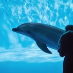 【警告】海水浴場で遊泳中の男性、野生のイルカにかまれた結果 → こうなる・・・