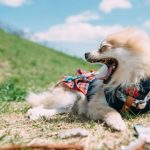 【超衝撃】男さん、犬の散歩中にヤバイ事態が発生してしまう・・・・・