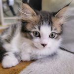 【批判殺到】炎上した猫のサブスク、この人達も巻き添え食ってしまうｗｗｗｗｗｗｗｗｗｗｗ