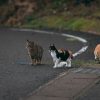 【不審死】栃木・宇都宮市の野良猫9匹が死亡、真相がヤバそう・・・・
