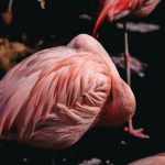 【超闇深】東武動物公園が臨時休園した理由、ガチでヤバいと判明してしまう・・・・