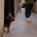 【悲報】野良犬に噛まれた男性、ブチ切れてその犬を食べた結果・・・