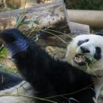 【超絶悲報】中国から借りてたアメリカのパンダ、マジでとんでもない事になってしまう・・・・・
