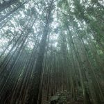 【警告】花粉症の奴、今年はヤバいらしいぞ・・・