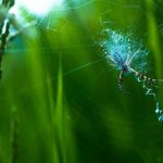 【超衝撃画像】オーストラリアで『とんでもない生物』が発見される！！！！！