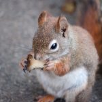 【超戦慄】イギリス、ウクライナを軍事支援しまくった結果・・・・・