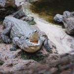 【超衝撃】カンボジアで『とんでもない事件』が発生してしまう・・・・