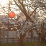 【超衝撃】埼玉県で『とんでもない動物』が発見される・・・
