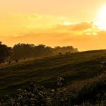 【悲惨】中国、ガチで逝く・・・・・