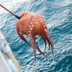 【超衝撃】タコを食べた男さん、とんでもない事態が発生してしまう！！！