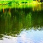 【衝撃的】人気番組「池の水全部抜く」を終わらせた戦犯がこちらｗｗｗｗｗｗｗｗｗｗ