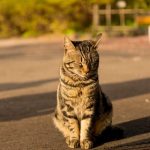 【怒報】動物愛護団体さん、今度はこの計画に噛みつくwwwwwwwwwww