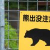 【マヂ⁉】秋田県のクマさん、驚きの姿を目撃されるｗｗｗｗｗｗｗｗｗｗ