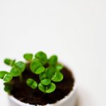 【超衝撃】女さん、ホームセンターで買った『苗』でとんでもない事をしてしみあう・・・・