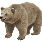 【恐怖】リアルのクマさん、ガチでやべええええええ！！！…..