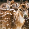 【朗報】航空自衛隊さん、奈良の鹿に神対応ｗｗｗｗｗｗｗｗ