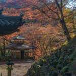 【超絶悲報】神社で『異常事態』が発生してしまう！！！！！