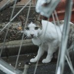 【超悲報】自転車に乗ってるやつ、ガチでヤバい事になるぞ・・・・
