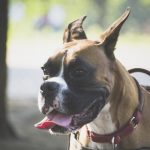 【恐怖】家族と散歩していた4歳の男の子、狂犬の標的にされた結果・・・
