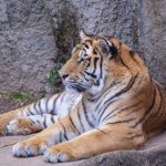 【超衝撃】動物園のトラに半分食べられている男性が発見される → 遺体をご覧ください・・・