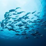 【超速報】沖縄の海で『とんでもない物』が発見されしまう！！！！！