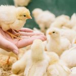 【超衝撃】愛知県、『とんでもない物』を開発してしまう・・・・