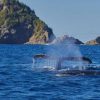 【超速報】大阪湾のクジラ、ついに引き上げられた結果・・・・