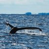 【超衝撃】大阪湾にクジラの『淀ちゃん』、とんでもない事実が判明する！！！！！！