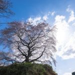 【速報】日本大学、完全終了のお知らせ・・・・・・