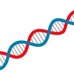 【衝撃事実】人間のDNA、これも遺伝していたｗｗｗｗｗｗｗｗｗｗｗｗ