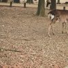 【衝撃動画】奈良公園で『とんでもない事態』が発生してしまう！！！！！