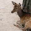 【唖然】奈良公園の鹿を蹴った犯人、終了のお知らせ。。・