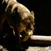 【超速報】天王寺動物園、ガチで『ヤバイ発表』をしてしまう・・・・