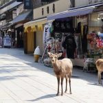 【奈良の鹿虐待騒動】犯人に新たな『疑惑』が浮上・・・・おわた・・・