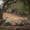 【続報】奈良公園で『異変』が起きる・・・・・・・