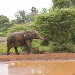 【危険】福岡の動物園さん、騒然の事態が発生・・・