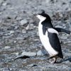 【仰天】イベント会場から逃げたペンギン→ビックリの場所で発見されるｗｗｗｗｗｗｗｗｗ