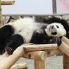 【超衝撃】中国の動物園で『とんでもない事実』が判明してしまう！！！！！