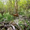 【超速報】奈良県、ついに『アレ』を断念してしまう・・・・・