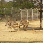 【超速報】札幌市の動物園『ノースサファリサッポロ』、ガチで逝く・・・・・・