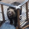 【クマ問題】専門家、『意外な事実』を暴露してしまう・・・・・