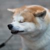 【動画】柴犬、とんでもない場所に『侵入』してしまった結果ｗｗｗｗｗｗ