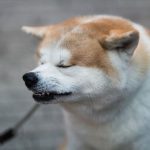 【動画】柴犬、とんでもない場所に『侵入』してしまった結果ｗｗｗｗｗｗ