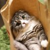 【速報】YouTuber「もちまる日記」に変化が起こってる模様・・・・