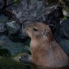 【悲報】カピバラ、ガチでヤバイ事をしてしまう！！！