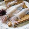 【悲報】スルメイカに『異変』が起こってる模様・・・