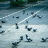 【悲報】愛知県の路上で『恐ろしい人』が出物してしまう・・・・