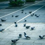 【悲報】愛知県の路上で『恐ろしい人』が出物してしまう・・・・